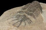 Bargain, Crotalocephalus Trilobite - Jorf, Morocco #171514-5